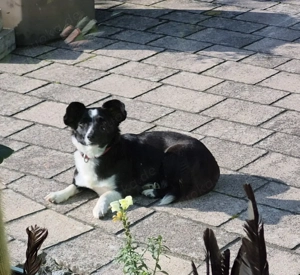 Lisa sucht ein neues Zuhause 