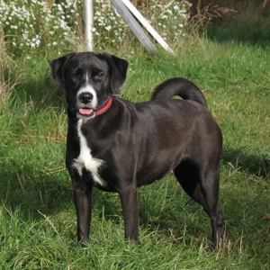 Bella - Mama sucht Für-Immer-Körbchen