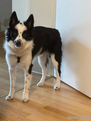 Liebevolle Familie für Thor gesucht   Border Collie, 18 Monate alt
