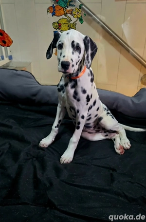 dalmatiner welpen 
