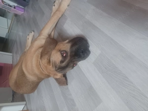 Suchen ein tolles zuhause 