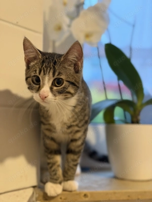 Katze 4monate madchen