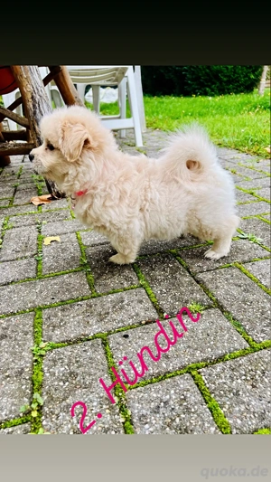 zuckersüße Malipom wie Maltipoo (Malteser& Pomeranian Zwergspitz) Bild 5