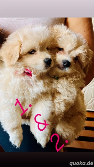 zuckersüße Malipom wie Maltipoo (Malteser& Pomeranian Zwergspitz)