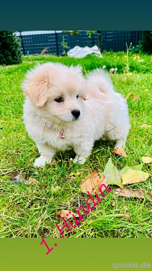 zuckersüße Malipom wie Maltipoo (Malteser& Pomeranian Zwergspitz) Bild 3