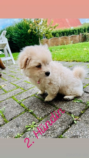 zuckersüße Malipom wie Maltipoo (Malteser& Pomeranian Zwergspitz) Bild 4
