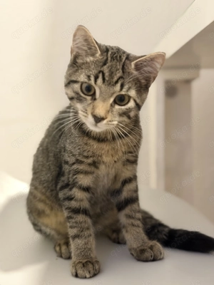 Kater 4monate tiger farbe