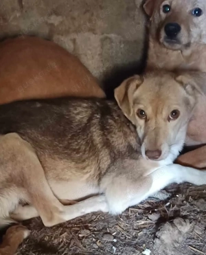 Tindra ca. 40 cm - Zarte Seele