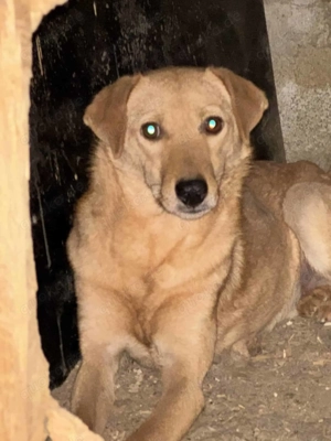 Alvi ca. 45 cm   Der Sanfte