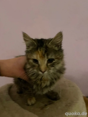 verkaufe meine zwei  mix katze 