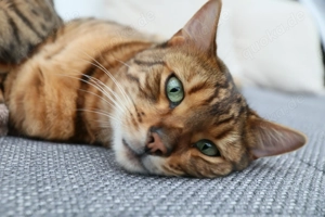 Bengalkater Sammy sucht neues Zuhause