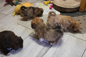 Bolonka Zwetna Welpen