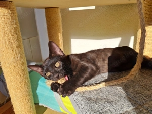 Noch 1 seltenes Bengal Mädchen in melanistic Abgabebereit! Bild 4