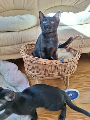 Noch 1 seltenes Bengal Mädchen in melanistic Abgabebereit! Bild 6