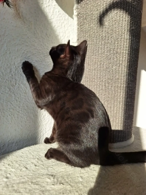 Noch 1 seltenes Bengal Mädchen in melanistic Abgabebereit! Bild 9