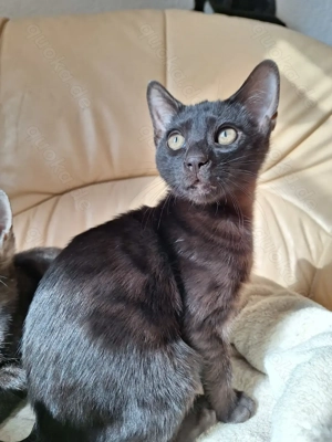 Noch 1 seltenes Bengal Mädchen in melanistic Abgabebereit! Bild 10