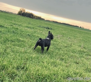 Deckrüde Französische Bulldogge Bild 8