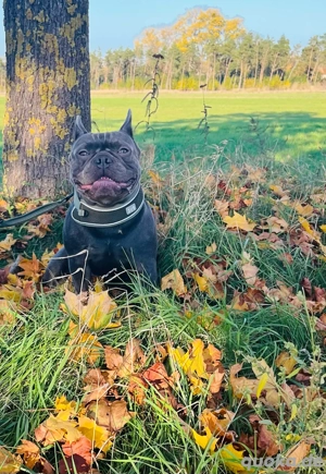 Deckrüde Französische Bulldogge Bild 2