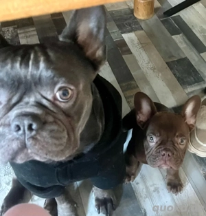 Deckrüde Französische Bulldogge Bild 9