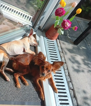 Junge hübsche Russkiy Toy Terrier Hündin abzugeben 