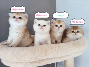 Vier wunderschöne goldene BLH BKH Kitten