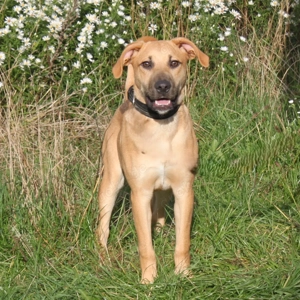 Bailey - kleiner Mann auf Familiensuche