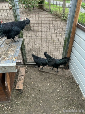 Ayam Cemani Hähne