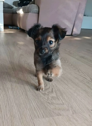 Russkiy Toy Terrier Bübchen sucht sein für immer Zuhause 