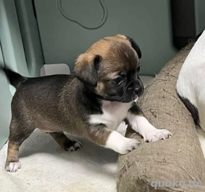 Chihuahua-Welpe 