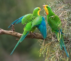 Barrabandsittiche   Schildsittiche