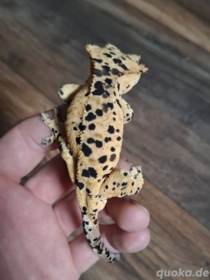 Kronengecko Super Dalmation Jungtier 1.0