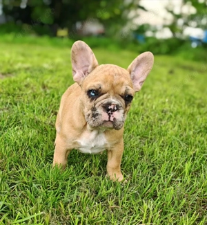 Welpe Französische Bulldogge 