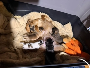 2 PomChi-Babys ab Mitte Dezember auszugsbereit