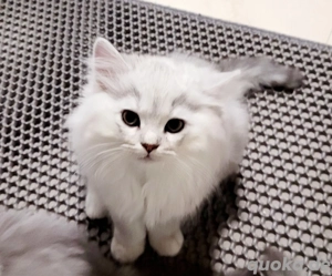 Ein zauberhaftes BLH Kätzchen