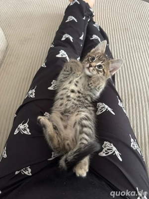    Zwei zuckersüße Brüder suchen ihr Für-Immer-Zuhause   