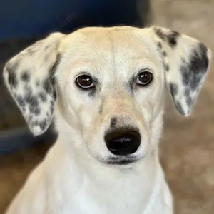 Evander, geb. ca. 10 2024, lebt in GRIECHENLAND, auf einer privaten Pflegestelle 