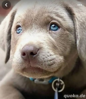 Wir haben ab 10.04 super süße Labrador Welpen in den Farben hell beige und Silber abzugeben.