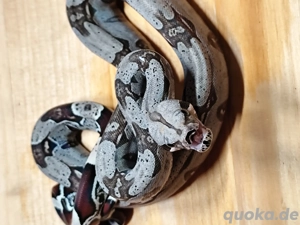 Boa constrictor constrictor Guyana F1