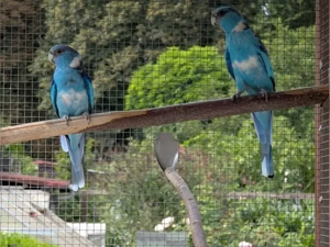 Banardsittiche  blau 