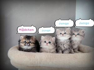 4 wunderschönen langhaarige BKH Kitten 
