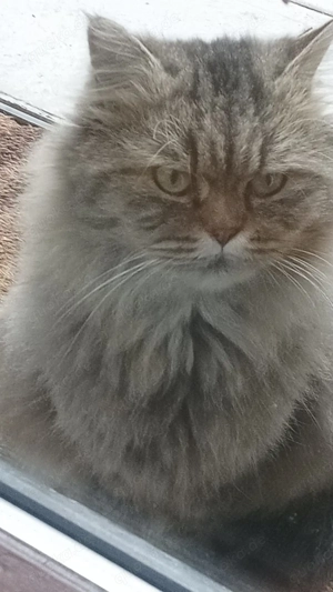 Waschel sucht ein liebevolles zuhause als Einzelkater.