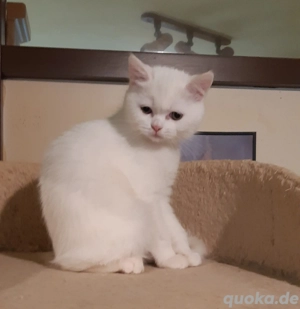 Süße Bkh Mix Kitten 