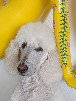 Großpudel, weiblich, kastriert, 5 Jahre alt 