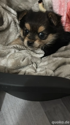 hundin sucht neu hause