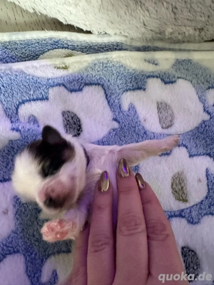 Shihtzu welpen  Bild 5