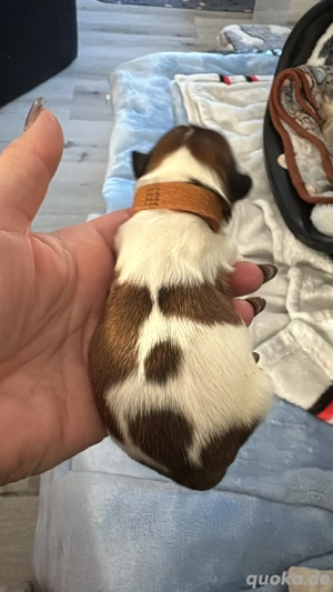 Shihtzu welpen  Bild 6