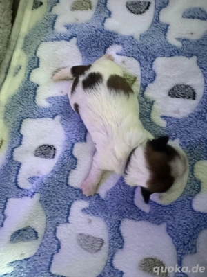 Shihtzu welpen  Bild 4