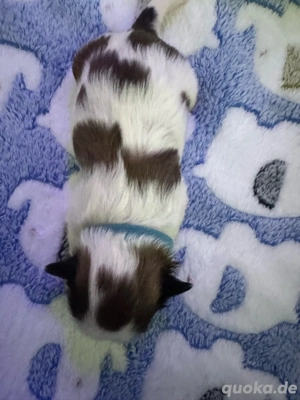 Shihtzu welpen  Bild 3