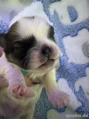 Shihtzu welpen  Bild 2