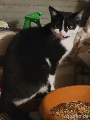 ca 2 jährige Kätzin 